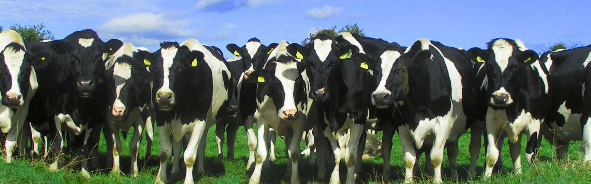 cattle health devon