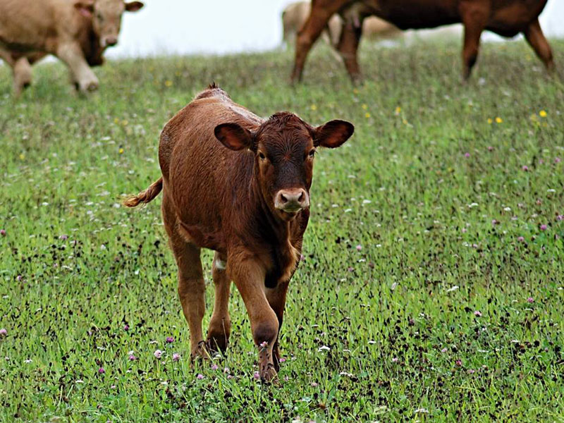 cattle health devon